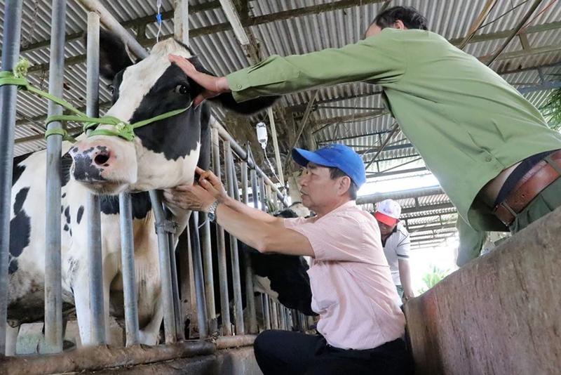 bò sữa chết do tiêm vaccine