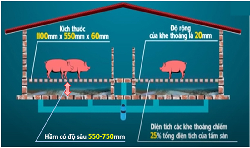 nuôi heo trên chuồng sàn không xả thải