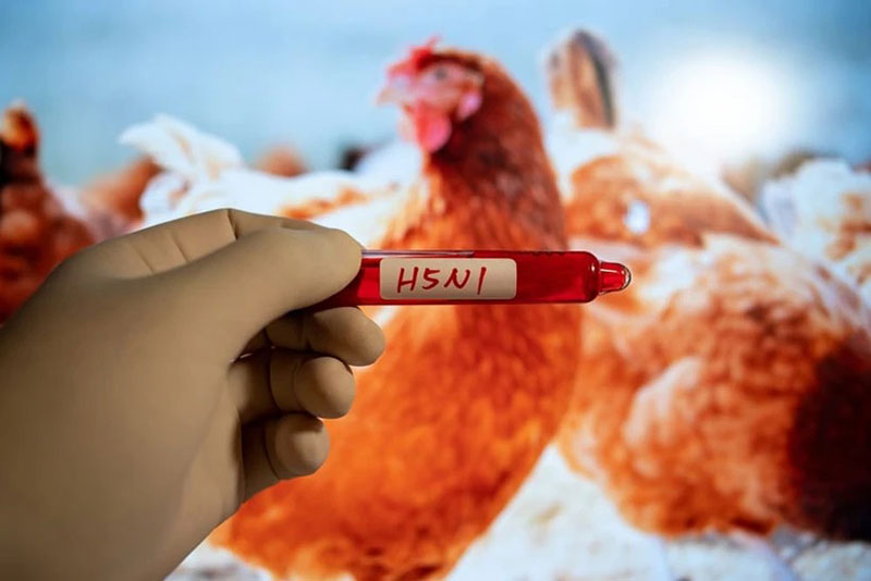 cúm gia cầm H5N1