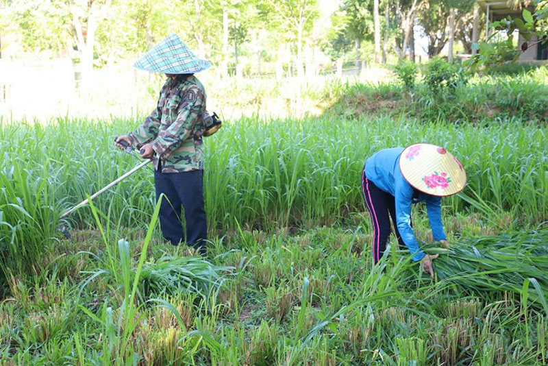 nhà nông làm giàu