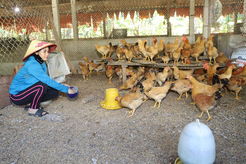 nhà nông làm giàu