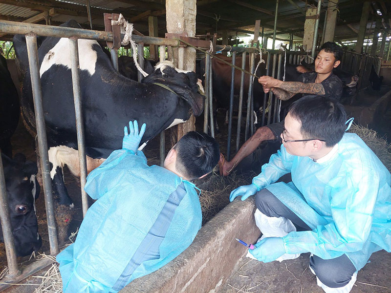 nguyên nhân bò chết