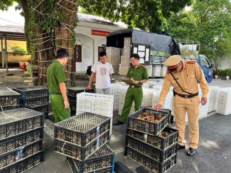 nhập lậu gia cầm