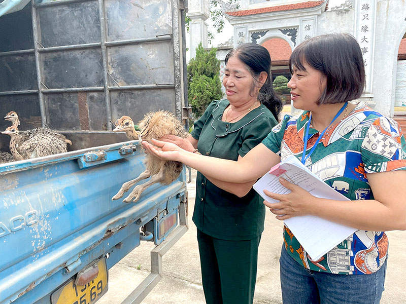 nuôi đà điểu