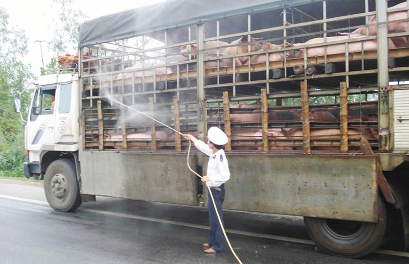 dịch tả heo châu Phi Huế