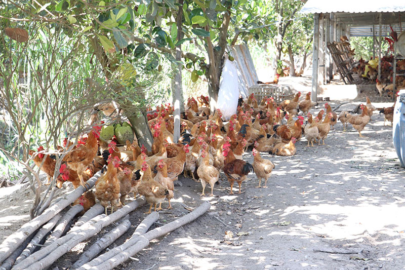 chăn nuôi hữu cơ