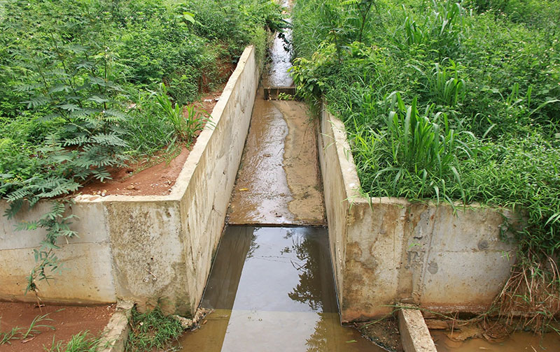 trang trại bò Yên Mỹ