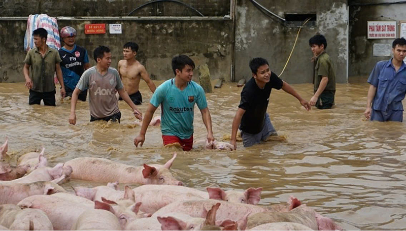 thiệt hại bão Yagi