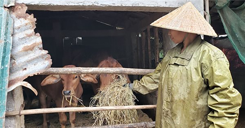 thiệt hại bão Yagi