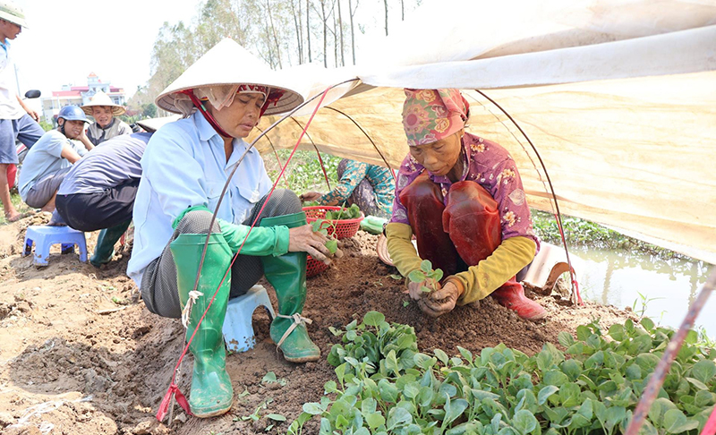 khắc phục sau bão