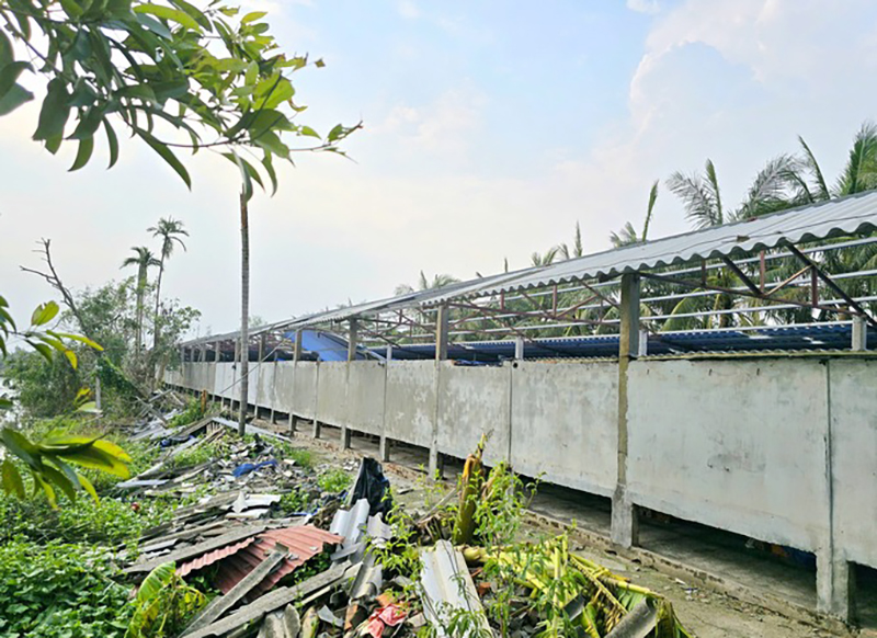 chăn nuôi Hải Phòng sau bão