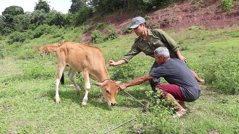 lở mồm long móng