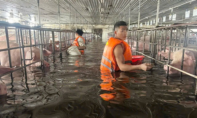 trại lợn bị ngập