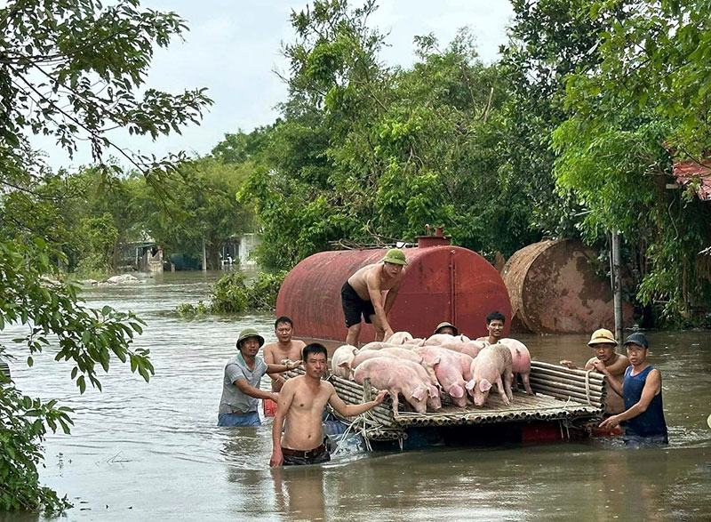 khắc phục chăn nuôi sau bão