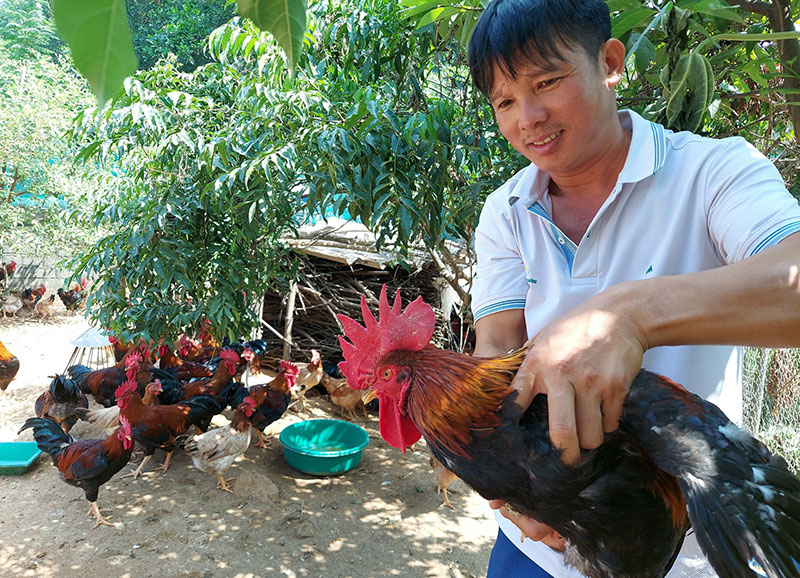 gà giống Dabaco