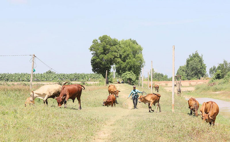 chăn nuôi Đắk Lắk