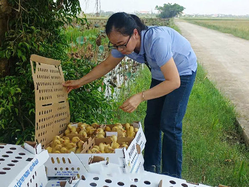 nuôi vịt an toàn sinh học