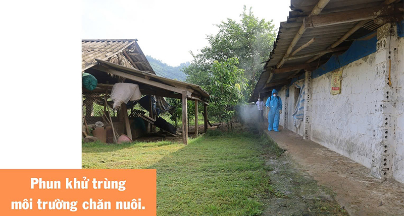 khôi phục chăn nuôi