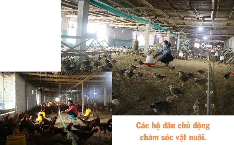 khôi phục chăn nuôi sau lũ