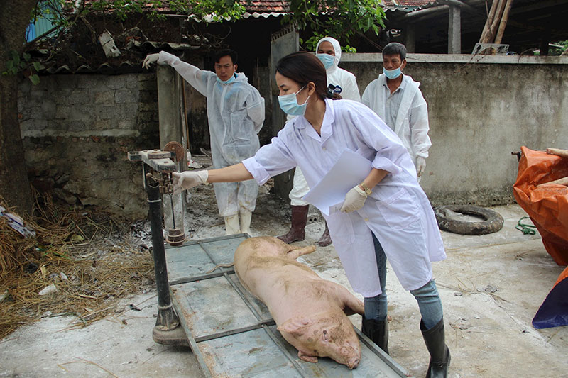 dịch tả lợn châu Phi