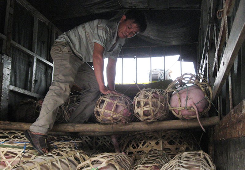 nuôi heo Phú Yên