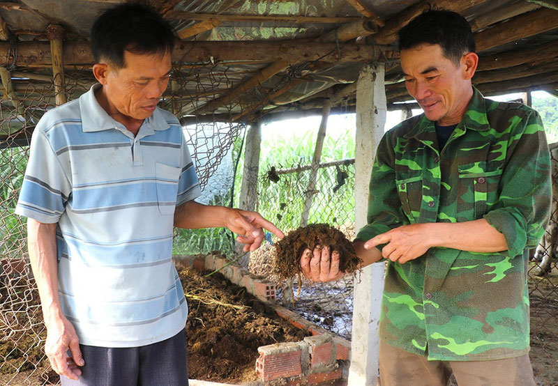 Chăn nuôi bò kết hợp trùn quế