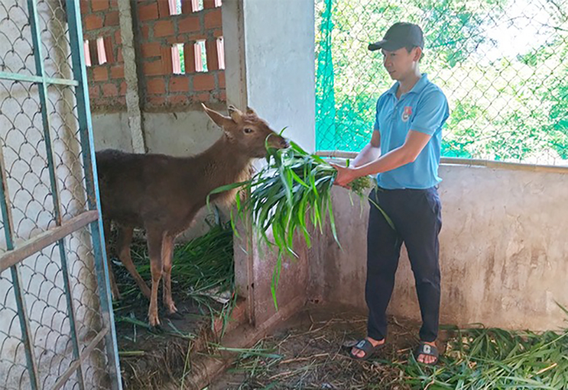 nuôi hươu lấy nhung