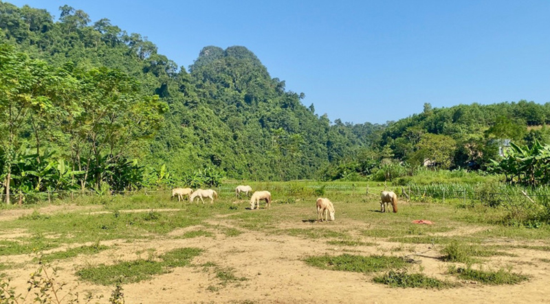 mô hình nuôi ngựa bạch