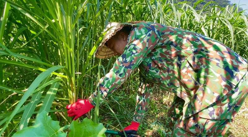 mô hình nuôi ngựa bạch