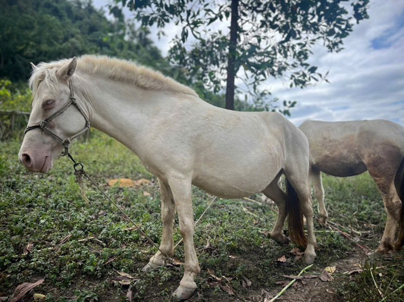 mô hình nuôi ngựa bạch