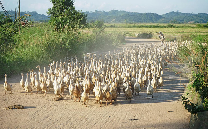 vịt chạy đồng