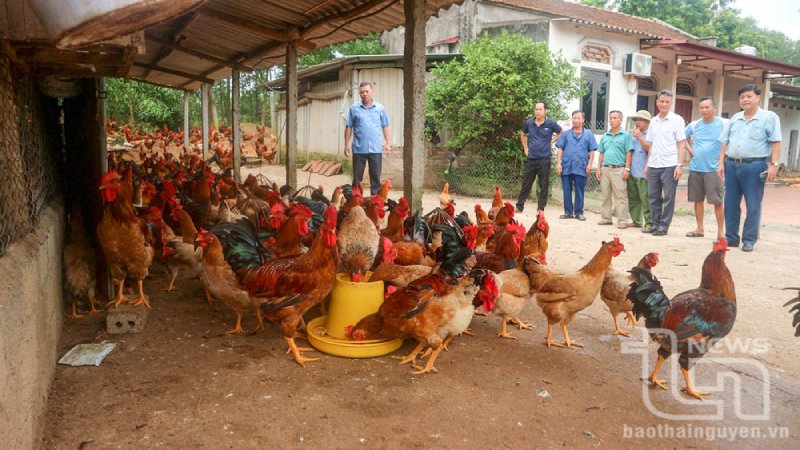 chăn nuôi an toàn sinh học