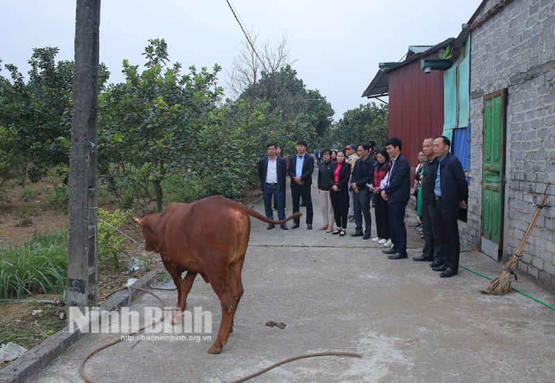 bò lai kiêm dụng Senepol