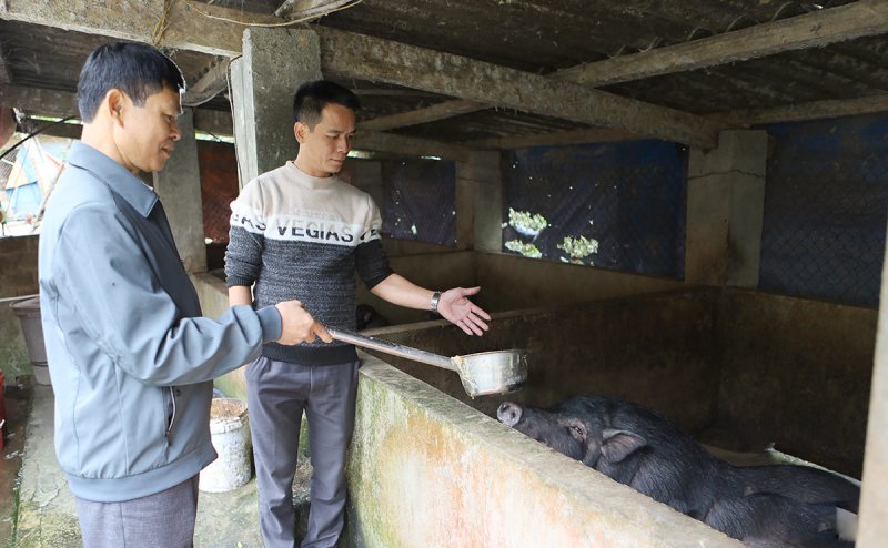 nuôi lợn đen