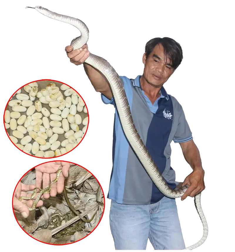nuôi rắn