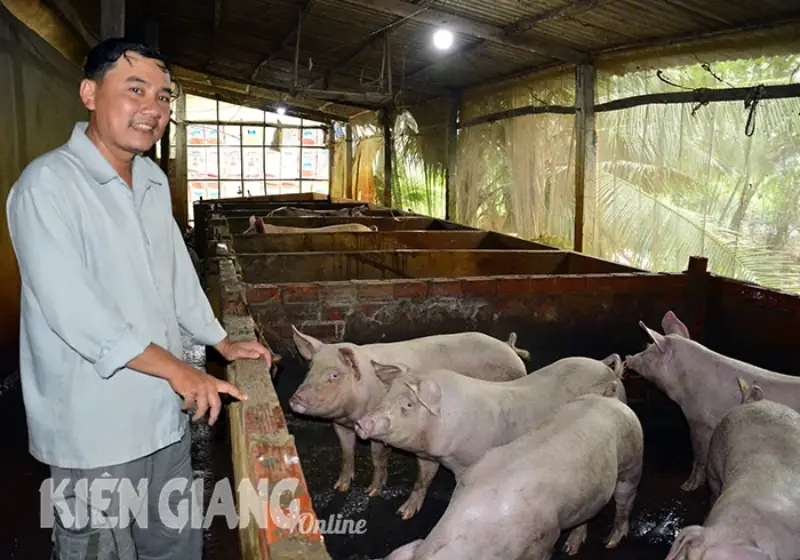 giá heo giống