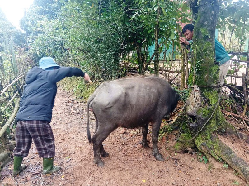 trâu bò chết Quảng Trị