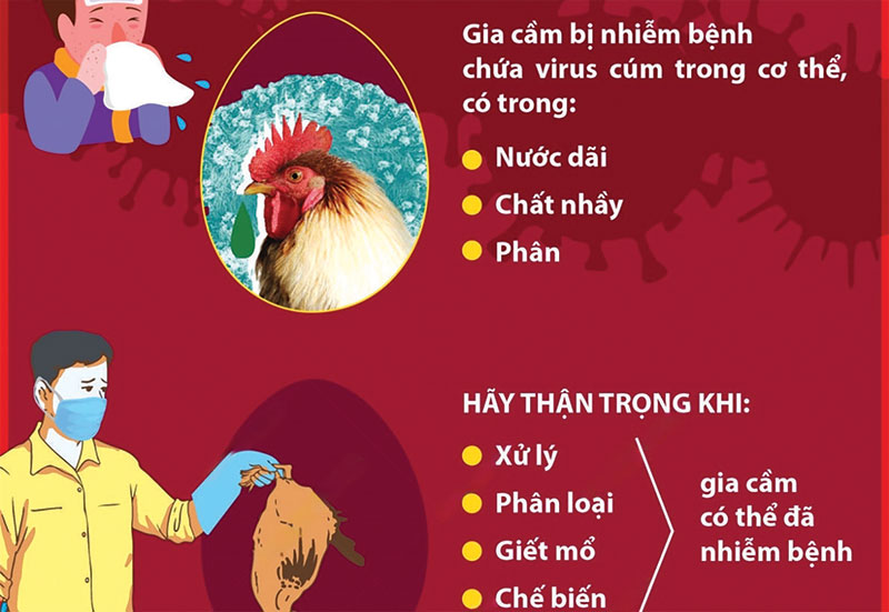 lưu hành virus cúm gia cầm