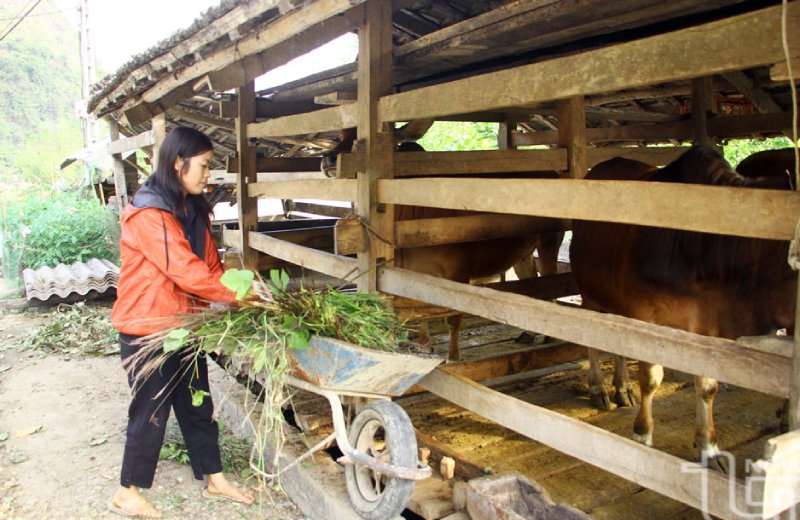 chăn nuôi Võ Nhai