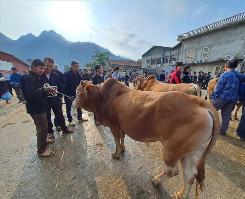 bò vàng Hà Giang