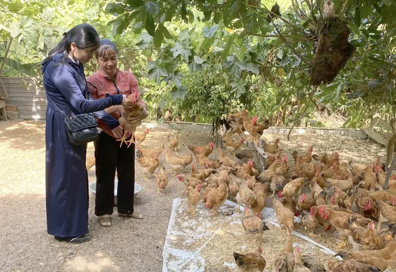 nuôi gà an toàn sinh học