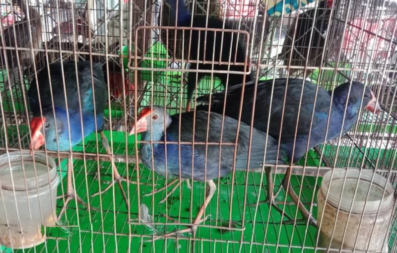 Luật Chăn nuôi về chăn nuôi động vật khác