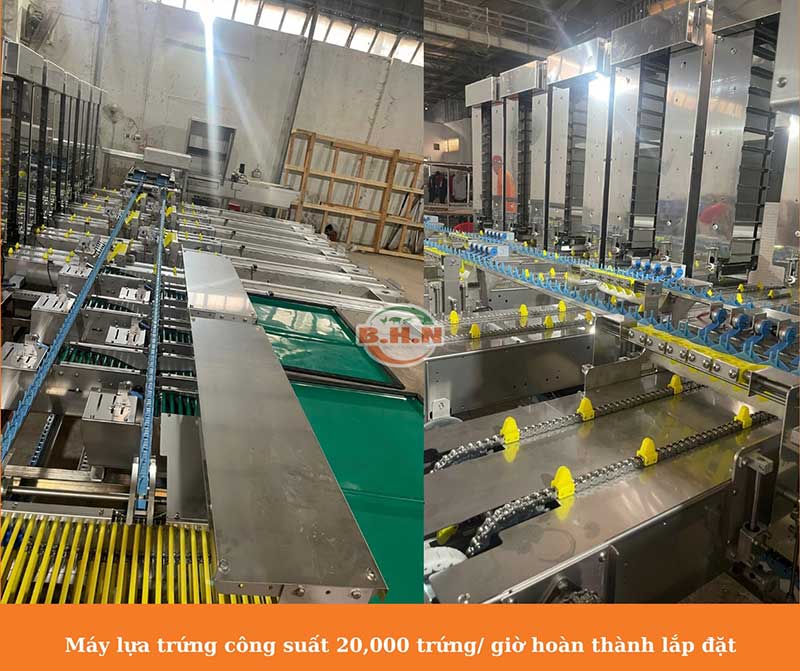 máy phân loại trứng BHN