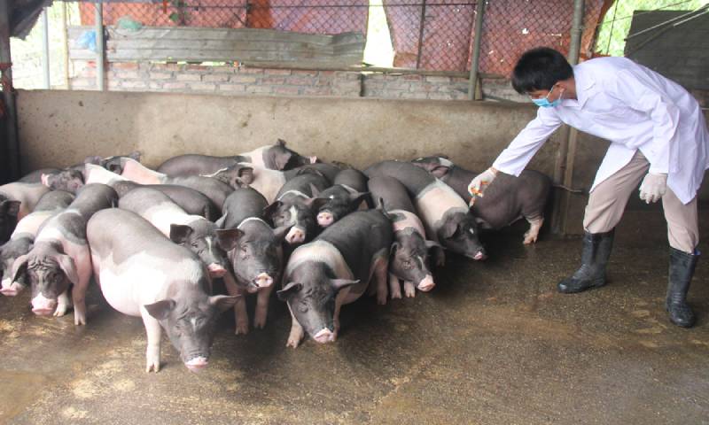 tiêm phòng cho vật nuôi