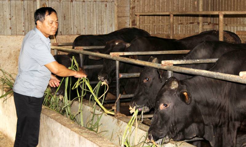 chăn nuôi bắc giang
