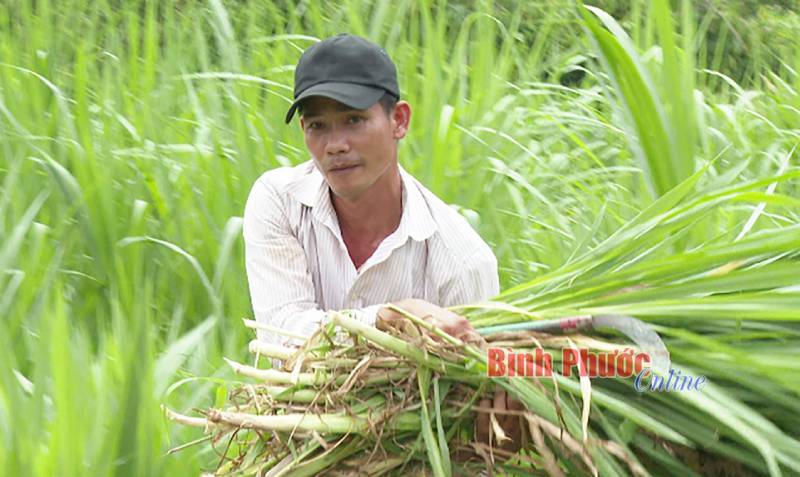 tự làm thức ăn chăn nuôi dê