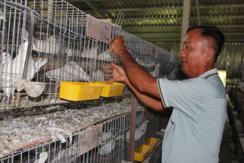 bồ câu lai Pháp