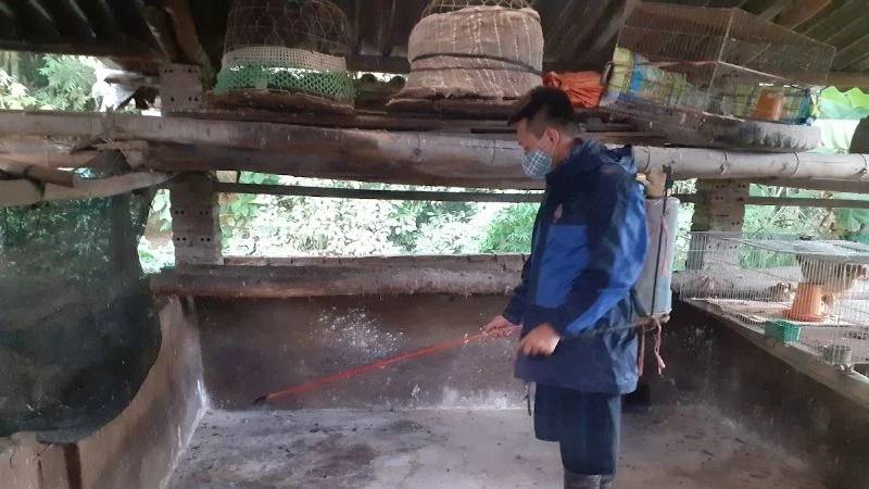 dịch tả lợn cao bằng