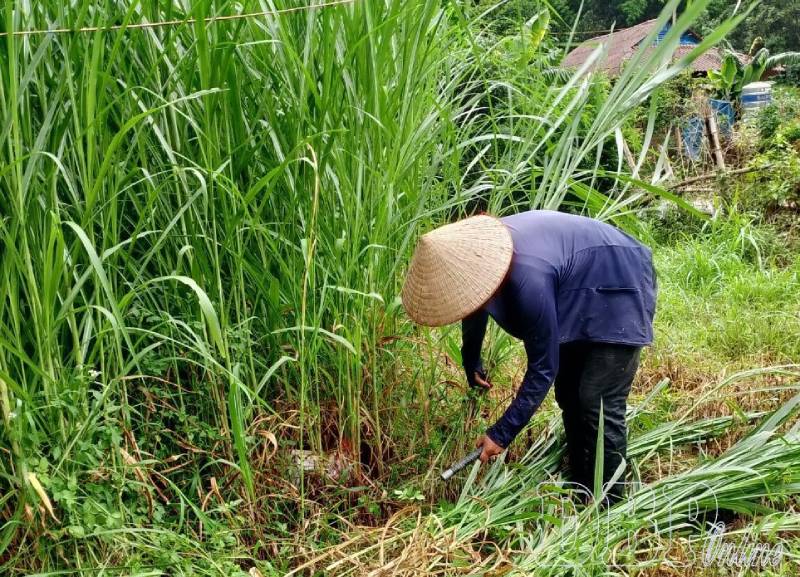 chăn nuôi gia súc ăn cỏ