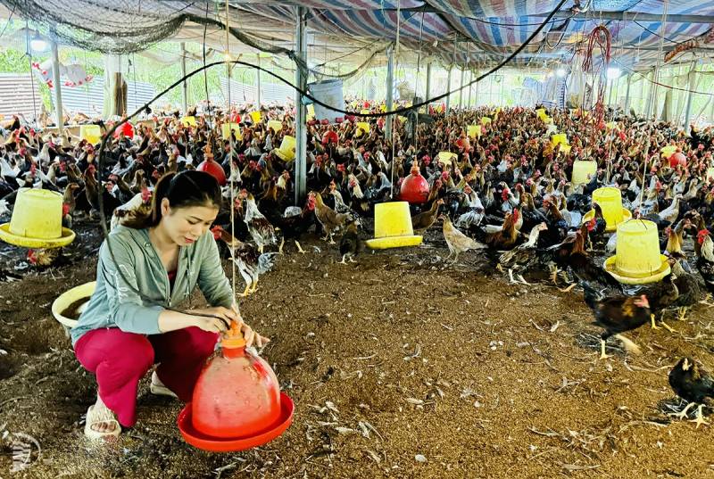 chăn nuôi chuỗi liên kết
